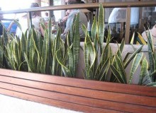 Kwikfynd Indoor Planting
eungairail