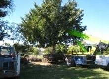 Kwikfynd Tree Management Services
eungairail